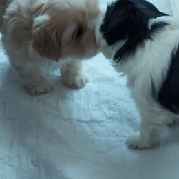 Shih Tzu Puppies from N.F.S.T Imperial ShihTzu Puppies.