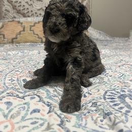 Bayou - Merle male Goldendoodle puppy in Macclenny, Florida from Davis's Doodles