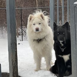 Nook - Siberian Husky