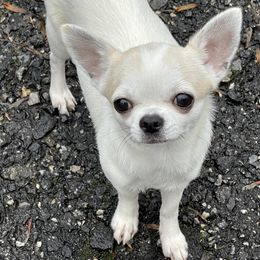 Sonny - Chihuahua