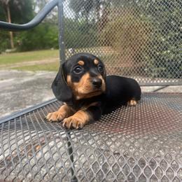 Winnie - Black and tan female Dachshund puppy in Hawthorne, Florida from Circle M Dachshunds