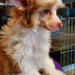 Chinese Crested Puppies from Marina Konstantinova's Cresteds