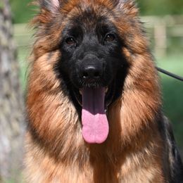 Ophelia - Black and red female German Shepherd puppy in Azle, Texas from Nuckol's Canines German Shepherds