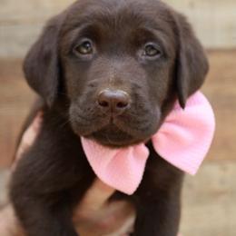 Sabor - Chocolate female Labrador Retriever puppy in Ocala, Florida from Moon river Labradors