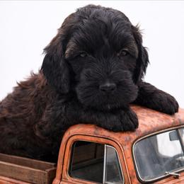 Orange - Sable male Goldendoodle puppy in Byron, Georgia from Southern Olive Doodles 🫒