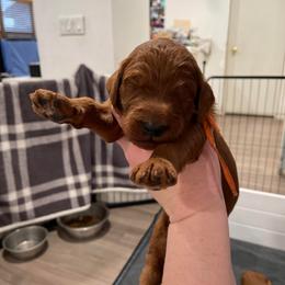 Orange - Red male Irish Doodle puppy in Surprise, Arizona from Huckleberry Doodles