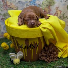 Kanga - Red  female Goldendoodle puppy in Williamson, New York from Lakeside Doodles