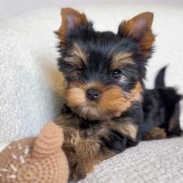 Gemma - Black and gold female Yorkshire Terrier puppy in North Port, Florida from Noble Pets