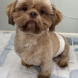 Shih Tzu puppies from Lilly’s Seashore Shih Tzus