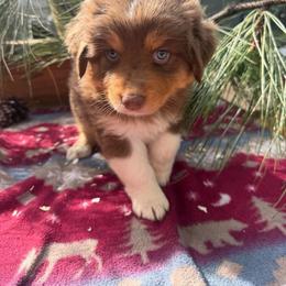 Aspen - Red tri-color female Australian Shepherd puppy in Boise, Idaho from Black Canyon Corral Aussies