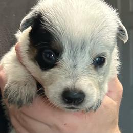 -Girl 6 - Blue mottled female Australian Cattle Dog puppy in Kaufman, Texas from Emberwick Ranch
