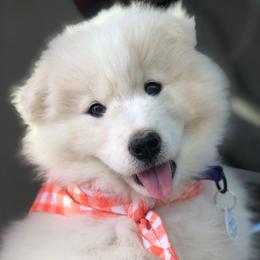 'Inheritance' (Pink girl) - White female Samoyed puppy in Bearcreek, Montana from Morning Star Samoyeds