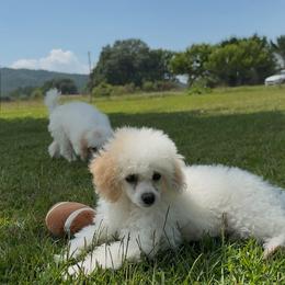 Athena - Parti female Poodle puppy in Plainville, Georgia from Upper Echelon