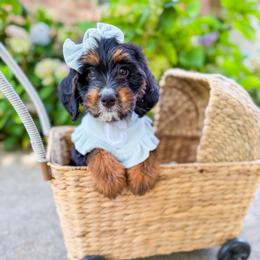 Sally - Tri-color female Bernedoodle puppy in Sulphur, Louisiana from Curly Q’s Of Carlyss