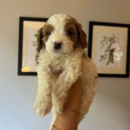 Ghost - Blenheim male Cavapoo puppy in Bloomfield, New York from Campbell Cavapoos