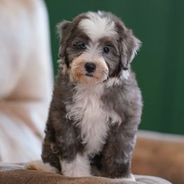 Courtney - Merle female Bernedoodle puppy in Dundee, Ohio from Down Home Doodle