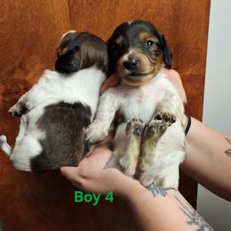 Ranch (boy 4) - Piebald male Dachshund puppy in Grants Pass, Oregon from Climate City Doxies