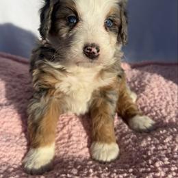 Luna - Merle female Bernedoodle puppy in Camden, Michigan from FurEver Friends Finder