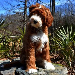 Australian Labradoodle All Grown Up from Cabin Hill Labradoodles