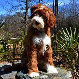 Australian Labradoodle All Grown Up from Cabin Hill Labradoodles
