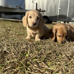 Dachshund Puppies from Dooney's Dachshunds