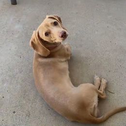 Penny - Dachshund