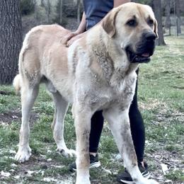 Turkish Boz Shepherd puppies from Urmah Kennel