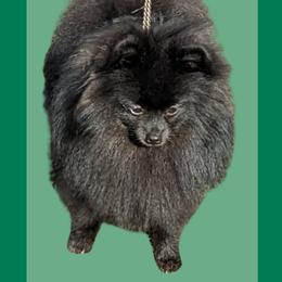 PETE - Pomeranian puppy from River Rise Poms
