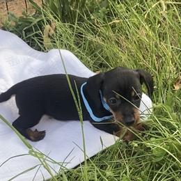 Boy 1 - Black and tan male Dachshund puppy in Clinton, Tennessee from 4-LOVES Dachshunds