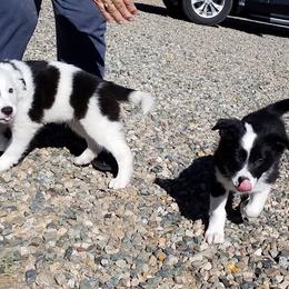 Border Collie Puppies from Dog Pond Border Collies