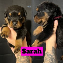 Sarah - Rottweiler puppy in North Carolina from Wild Gnome Kennel