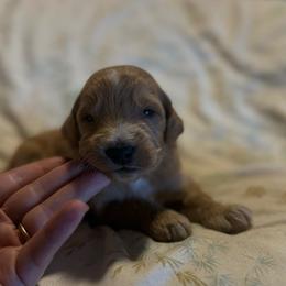 Tigger - Apricot male Goldendoodle puppy in Jacksonville, Florida from Dandelion Doodles