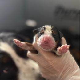 Boy 3 - Tri-color male Bernedoodle puppy in Montverde, Florida from Central Florida Bernedoodles