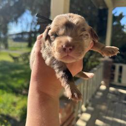 Comet - Red merle male Aussiedoodle puppy in Columbia Falls, Montana from Firefly Aussies & Aussiedoodles