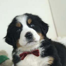 Bernese Mountain Dogs and Cavapoos from Evergreen Berners