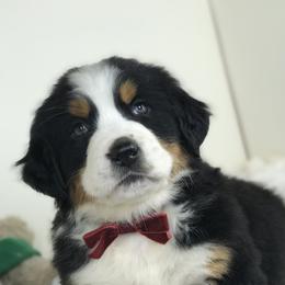 Bernese Mountain Dogs and Cavapoos from Evergreen Berners