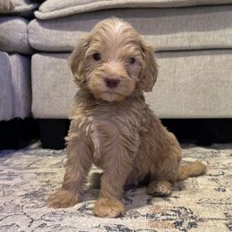 Oakley (green) - Apricot male Goldendoodle puppy in Belleville, New Jersey from New Jersey Doodles and Frenchies
