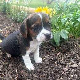 Pocket Beagle Holly - Black tan and white female Beagle puppy in Gentry, Arkansas from HC Puppy Ranch