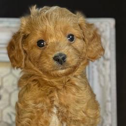 Coconut - male Cavapoochon puppy in Waldron, Arkansas from Kay’s Cutie Poos