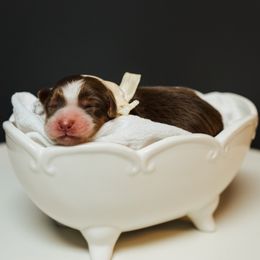 Aussiedoodle, Cavapoo, and Miniature American Shepherd Puppies from Maddilyn Dennett
