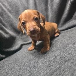Puppy Two - Red male Dachshund puppy in Borger, Texas from Texas Panhandle CKC Dachshunds