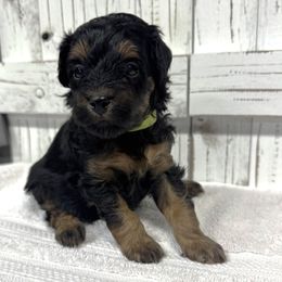 Girl 4 - female Bernedoodle puppy in Alvin, Texas from JP Southern Doodles