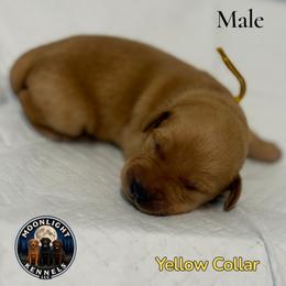 Dusty Yellow Collar - Yellow male Labrador Retriever puppy in Elloree, South Carolina from Moonlight Kennels LLC