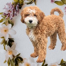 Cavapoos from Lucy Lou’s Cavapoos