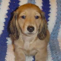 Dachshunds from High Desert Doxies