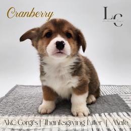 Cranberry - Red male Pembroke Welsh Corgi puppy in Pine Village, Indiana from NL Horsemanship