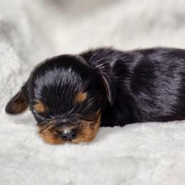 Boy 5 - Black and tan male Cavalier King Charles Spaniel puppy in Pennsylvania from Breezy Valley Siberians