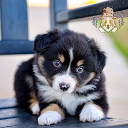 Etta James - Black tri female Miniature Australian Shepherd puppy in Hearne, Texas from Wigglebutts Unlimited