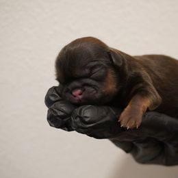 Shih Tzu Puppies from LiL SHiHTZ