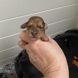 June - Cream female Dachshund puppy in Wolf Lake, Indiana from Canisteo Dachshunds
